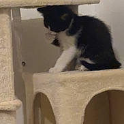Neige a rejoint le concours — aidez-le/la à gagner de superbes lots ! kitten, cat, cat_tree, indoor, pet, feline, black_and_white, animal, young_cat, furry, cute, domestic_cat, resting, playing, small, household, soft_texture, perched, paw, curious