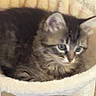 Minette a rejoint le concours — aidez-le/la à gagner de superbes lots ! kitten, cat, cat_tree, pet, animal, furry, cute, cozy, indoor, resting, small, young, feline, soft, brown, tabby, ears, whiskers, curious, cute_pet