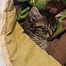 Minette a rejoint le concours — aidez-le/la à gagner de superbes lots ! kitten, sleeping, tabby_cat, blanket, cozy, nap, fur, pet, animal, cute, resting, soft, warm, indoor, closeup, young_cat, comfort, peaceful, feline, snuggled