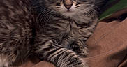 Minette participe au concours pour gagner de l'argent avec cette photo : kitten, cat, tabby, feline, pet, animal, cute, young, fur, whiskers, ears, eyes, paws, resting, indoors, blanket, brown, green, pattern, cozy