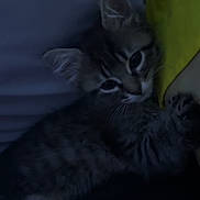 Minette participe au concours pour gagner de l'argent avec cette photo : kitten, cat, tabby, animal, pet, feline, snuggling, dark, dim_light, indoor, yellow_sleeve, person, close_up, whiskers, ears, eyes, fur, cuddling, cozy, resting