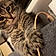 Minette