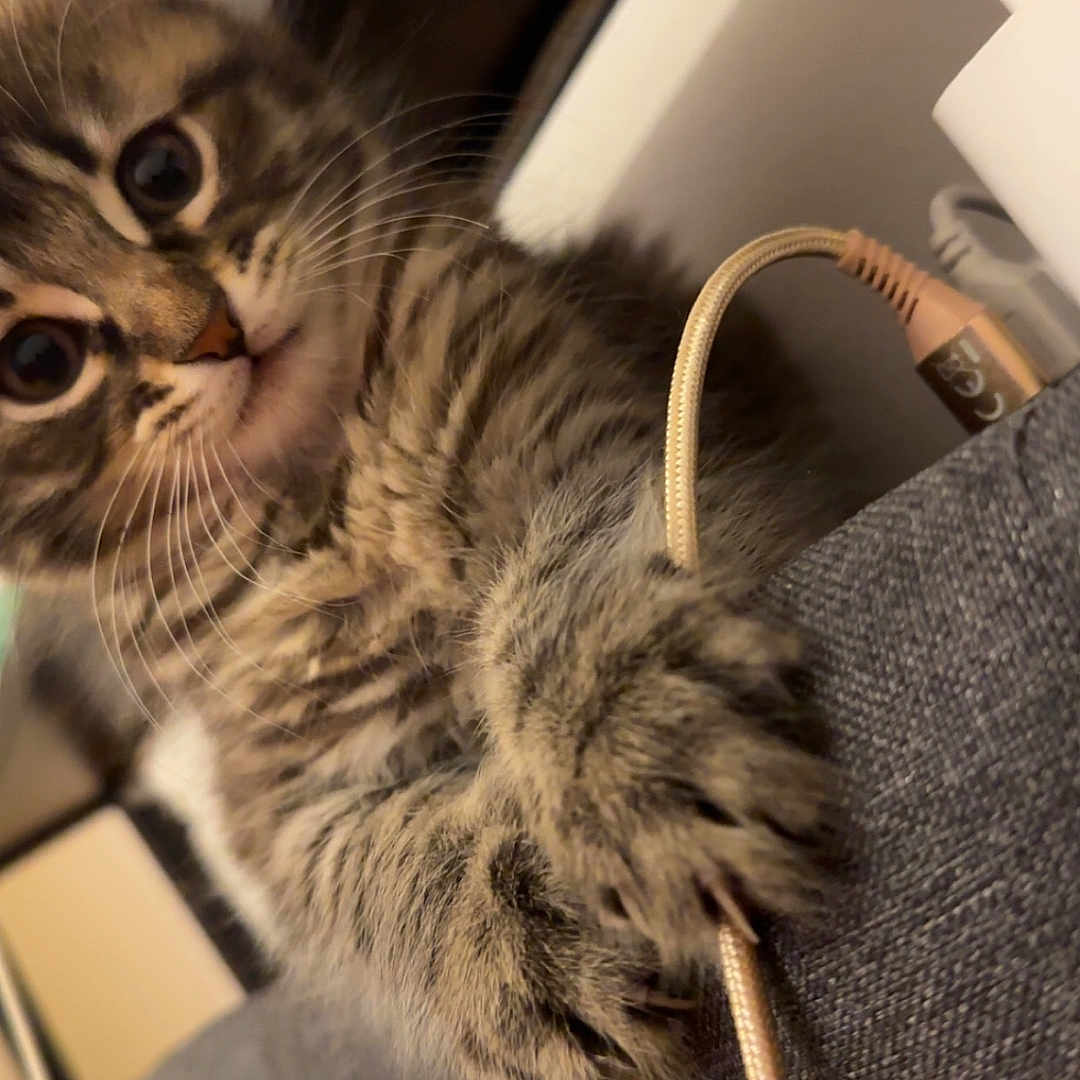 Minette