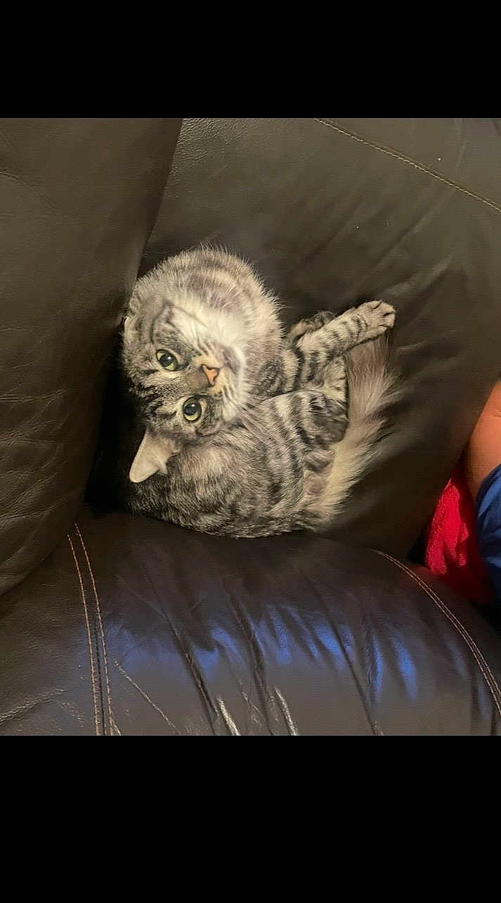 Saphir a rejoint le concours — aidez-le/la à gagner de superbes lots ! cat, tabby, pet, animal, feline, couch, leather, indoor, curled_up, looking_up, whiskers, fur, cute, domestic_animal, relaxed, cozy, small_animal, resting, household, companion
