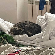 Saphir participe au concours pour gagner de l'argent avec cette photo : animal, armchair, bedding, bedroom, blanket, cat, chair, clothes, clothing_rack, cozy, curled_up, fluffy, indoor, laundry, pet, pillow, radiator, relaxed, sleeping, tabby_cat