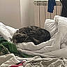 animal, armchair, bedding, bedroom, blanket, cat, chair, clothes, clothing_rack, cozy, curled_up, fluffy, indoor, laundry, pet, pillow, radiator, relaxed, sleeping, tabby_cat