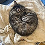 Saphir participe au concours pour gagner de l'argent avec cette photo : cat, tabby, sleeping, curled_up, blanket, cream_color, blue_blanket, soft_texture, cozy, indoor, pet, fur, resting, animal, quiet, relaxed, home, floor, tiled_floor, peaceful
