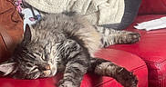 Saphir a rejoint le concours — aidez-le/la à gagner de superbes lots ! animal, blanket, cat, clothing, couch, cozy, fluffy, fur, indoor, living_room, nap, paws, pet, portrait, red_leather, relaxed, sleeping, sofa, tabby_cat, whiskers