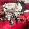animal, blanket, cat, clothing, couch, cozy, fluffy, fur, indoor, living_room, nap, paws, pet, portrait, red_leather, relaxed, sleeping, sofa, tabby_cat, whiskers