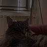 animal, cat, chair, ears, feline, fluffy, grumpy, home, indoor, long_hair, lounging, mirror, pet, portrait, radiator, relaxed, sleepy, tabby_cat, whiskers, window