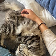 Saphir a rejoint le concours — aidez-le/la à gagner de superbes lots ! cat, tabby_cat, pet, hand, jeans, sweater, couch, blanket, pillow, indoor, furry, striped, relaxing, cozy, domestic_animal, animal, human_hand, resting, casual, comfort