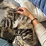 animal, blanket, casual, cat, comfort, couch, cozy, domestic_animal, furry, hand, human_hand, indoor, jeans, pet, pillow, relaxing, resting, striped, sweater, tabby_cat