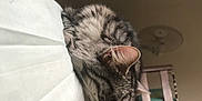 Saphir participe au concours pour gagner de l'argent avec cette photo : cat, tabby, sleeping, indoor, bed, blanket, furniture, wooden_chair, fur, pet, cozy, resting, domestic, animal, close_up, side_view, calm, relaxation, home, nap