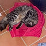 animal, bags, cats, cozy, cuddling, curled_up, floor_tiles, fluffy_tail, furry, indoors, laundry, long_hair, pet, pink_towel, relaxed, sleeping, tabby, terracotta, top_down_view, two_cats