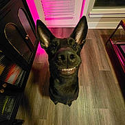 Jasper joined the competition — help win amazing prizes! dog, black_dog, smiling, teeth, large_ears, portrait, close_up, indoor, wooden_floor, pink_lighting, neon_light, home, cabinet, window, pet, standing, looking_at_camera, happy, funny_expression, photography