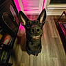 dog, black_dog, smiling, teeth, large_ears, portrait, close_up, indoor, wooden_floor, pink_lighting, neon_light, home, cabinet, window, pet, standing, looking_at_camera, happy, funny_expression, photography
