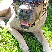 Pookie a rejoint le concours — aidez-le/la à gagner de superbes lots ! animal, canine, closeup, dog, fashion, funny, grass, headscarf, leisure, muzzle, nature, outdoor, pet, portrait, relaxing, shade, summer, sunglasses, sunny, tongue
