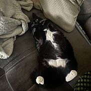 Moïse a rejoint le concours — aidez-le/la à gagner de superbes lots ! cat, black_and_white, lying_down, couch, blanket, pillow, indoor, pet, fur, whiskers, relaxing, wide_eyes, cozy, home, animal, comfort, resting, cute, domestic, feline