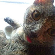 Midge joined the competition — help win amazing prizes!