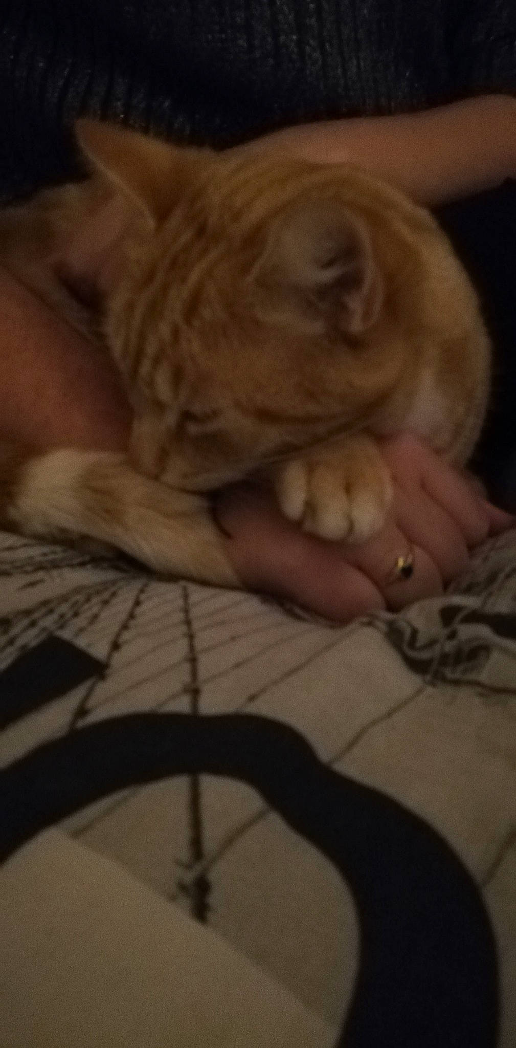 Larry a rejoint le concours — aidez-le/la à gagner de superbes lots ! carnivore, cat, claw, comfort, domestic_short_haired_cat, felidae, flooring, fur, gesture, hardwood, human_leg, linens, nail, paw, sitting, small_to_medium_sized_cats, tail, whiskers, wood, wrinkle