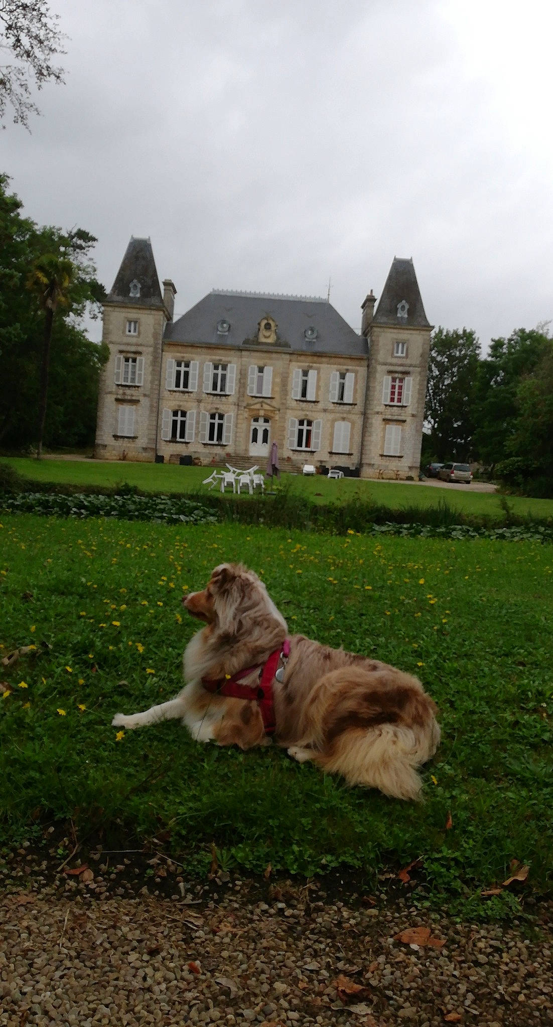 Nimh a rejoint le concours — aidez-le/la à gagner de superbes lots ! building, carnivore, cloud, companion_dog, dog, dog_breed, fawn, garden, grass, grassland, gun_dog, home, house, lawn, plant, sky, sporting_group, tree, window, working_animal