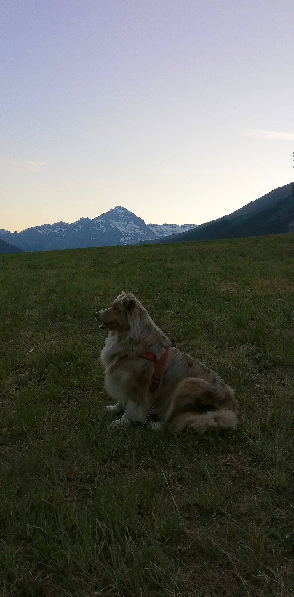 Nimh a rejoint le concours — aidez-le/la à gagner de superbes lots ! atmospheric_phenomenon, canidae, carnivore, dog, dog_breed, fawn, fell, grass, grassland, highland, hill, horizon, landscape, meadow, mountain, mountain_range, mountainous_landforms, pasture, sky, sporting_group