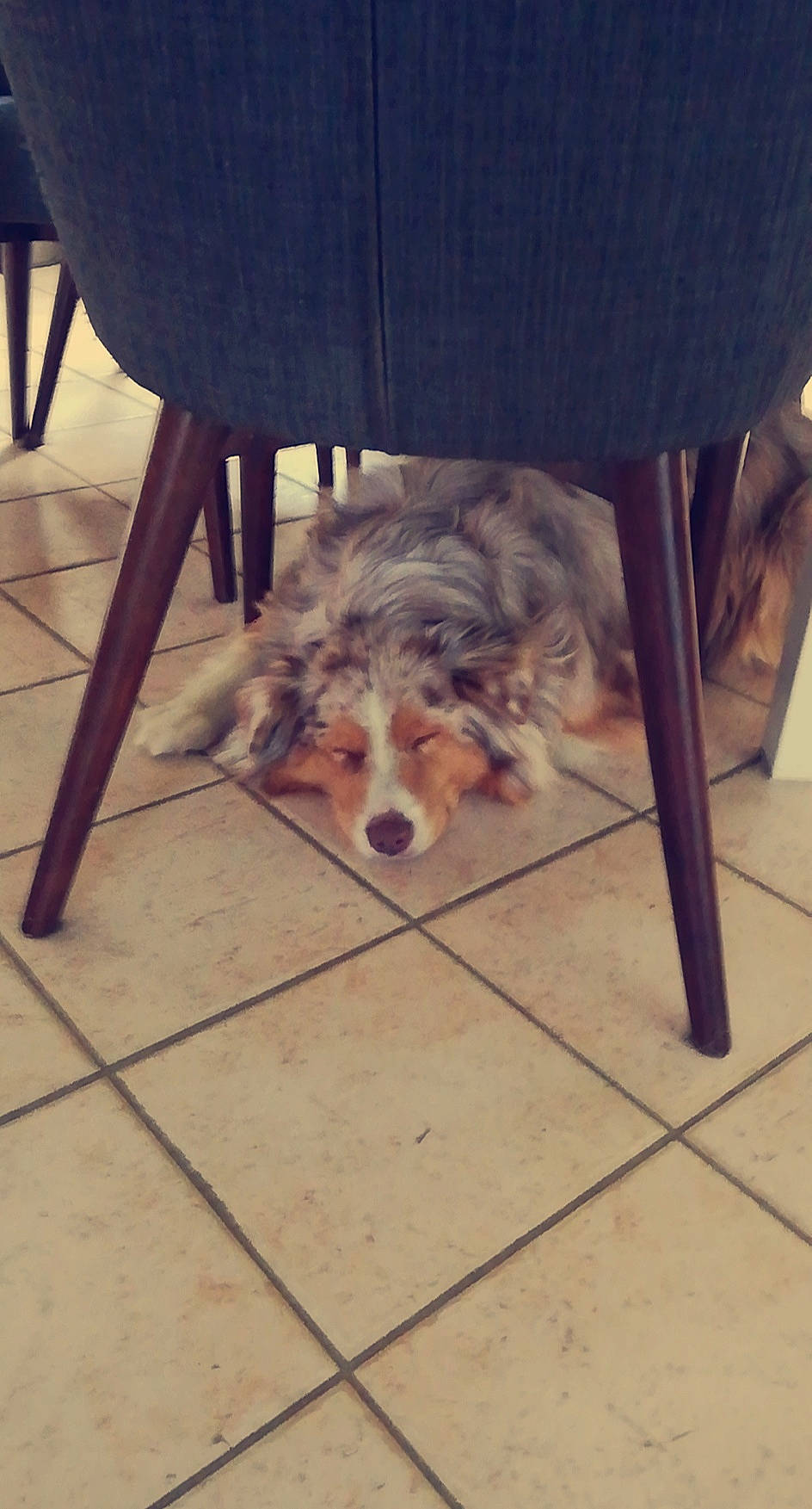 Nimh participe au concours pour gagner de l'argent avec cette photo : carnivore, chair, companion_dog, dog, dog_breed, dog_supply, floor, flooring, fur, furniture, hardwood, metal, paw, rectangle, room, sitting, small_terrier, square, toy_dog, wood