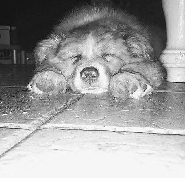 Nimh participe au concours pour gagner de l'argent avec cette photo : black, black_and_white, bored, carnivore, companion_dog, dog, dog_breed, eye, felidae, floor, flooring, fur, grey, monochrome, monochrome_photography, road_surface, snout, style, whiskers, wood