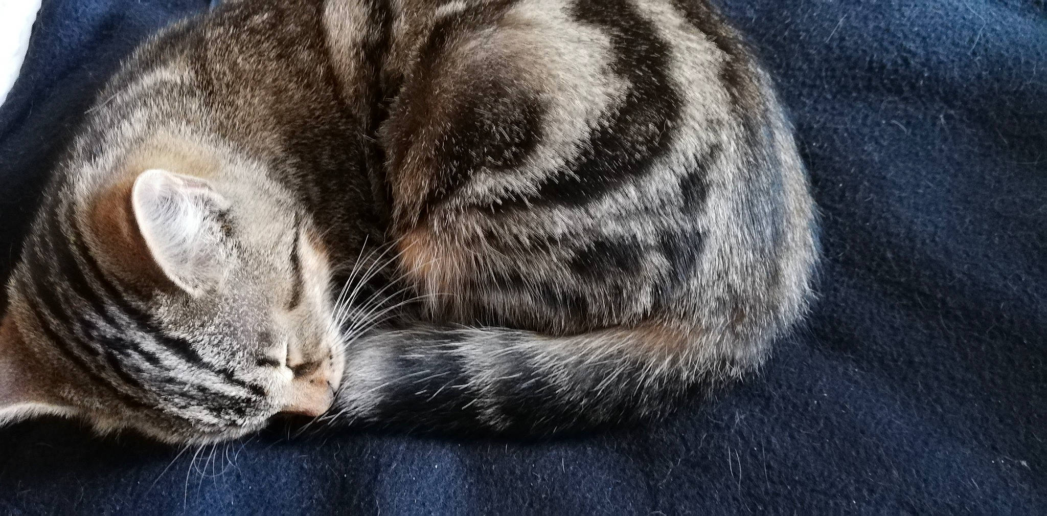 Persée Des Pyrénées participe au concours pour gagner de l'argent avec cette photo : carnivore, cat, claw, comfort, domestic_short_haired_cat, felidae, fur, grey, nap, paw, sitting, sleep, small_to_medium_sized_cats, snout, tail, terrestrial_animal, tree, whiskers, wildlife