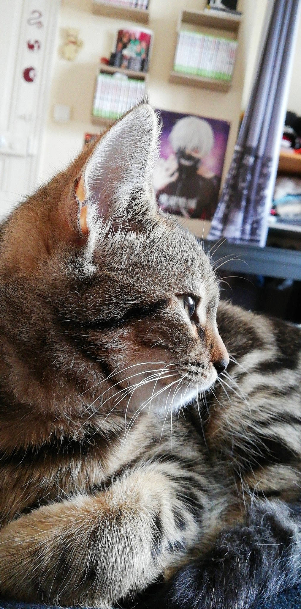 Persée Des Pyrénées a rejoint le concours — aidez-le/la à gagner de superbes lots ! carnivore, cat, claw, domestic_short_haired_cat, felidae, fur, grass, paw, sitting, small_to_medium_sized_cats, snout, terrestrial_animal, tree, whiskers, wildlife, window