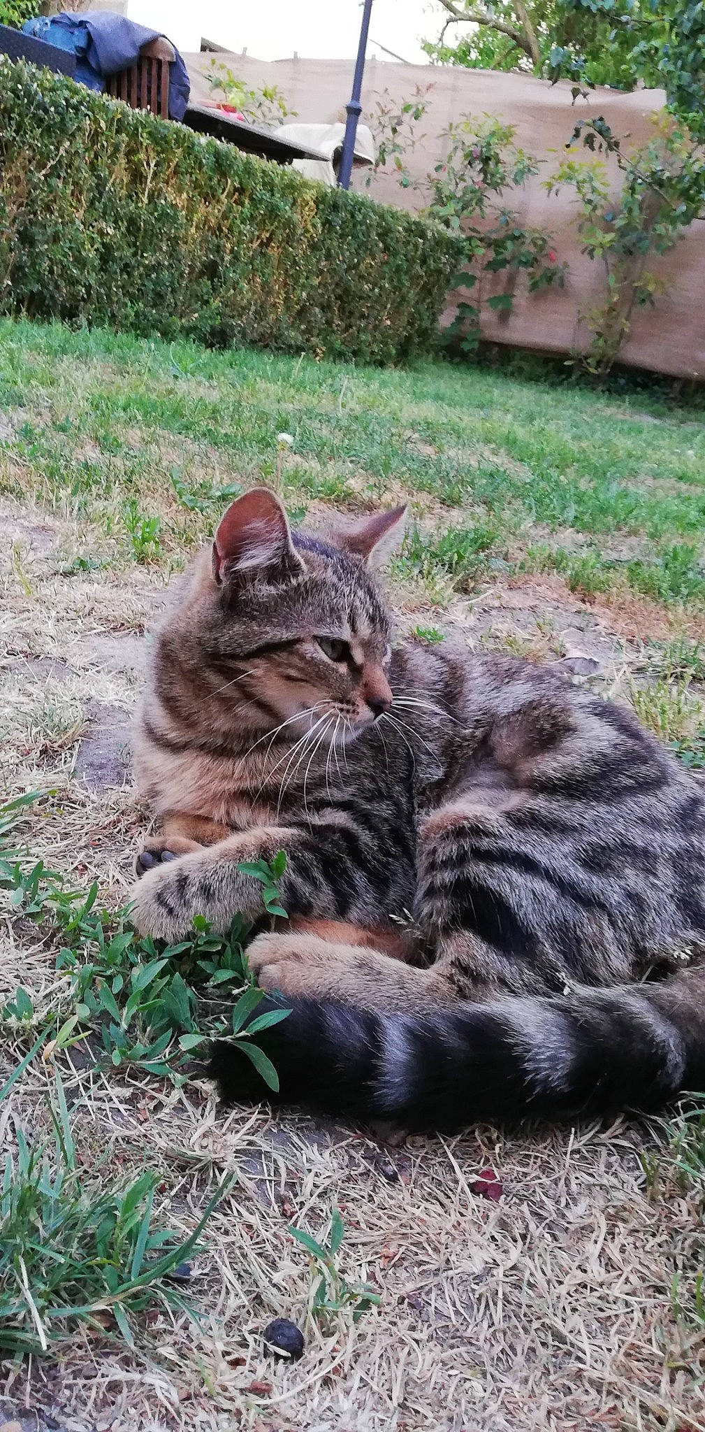 Persée Des Pyrénées participe au concours pour gagner de l'argent avec cette photo : carnivore, cat, claw, domestic_short_haired_cat, eye, fawn, felidae, fur, grass, groundcover, plant, sitting, small_to_medium_sized_cats, snout, soil, tail, terrestrial_animal, tree, whiskers, wildlife