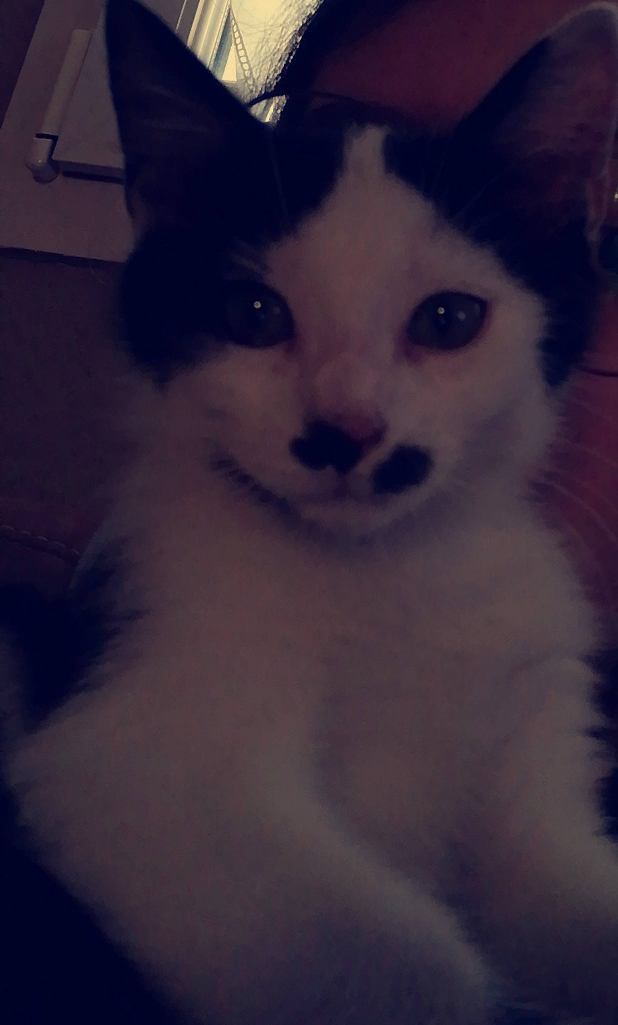 Riesling a rejoint le concours — aidez-le/la à gagner de superbes lots ! carnivore, cat, domestic_short_haired_cat, ear, electric_blue, eye, felidae, fur, head, paw, small_to_medium_sized_cats, snout, tail, terrestrial_animal, whiskers