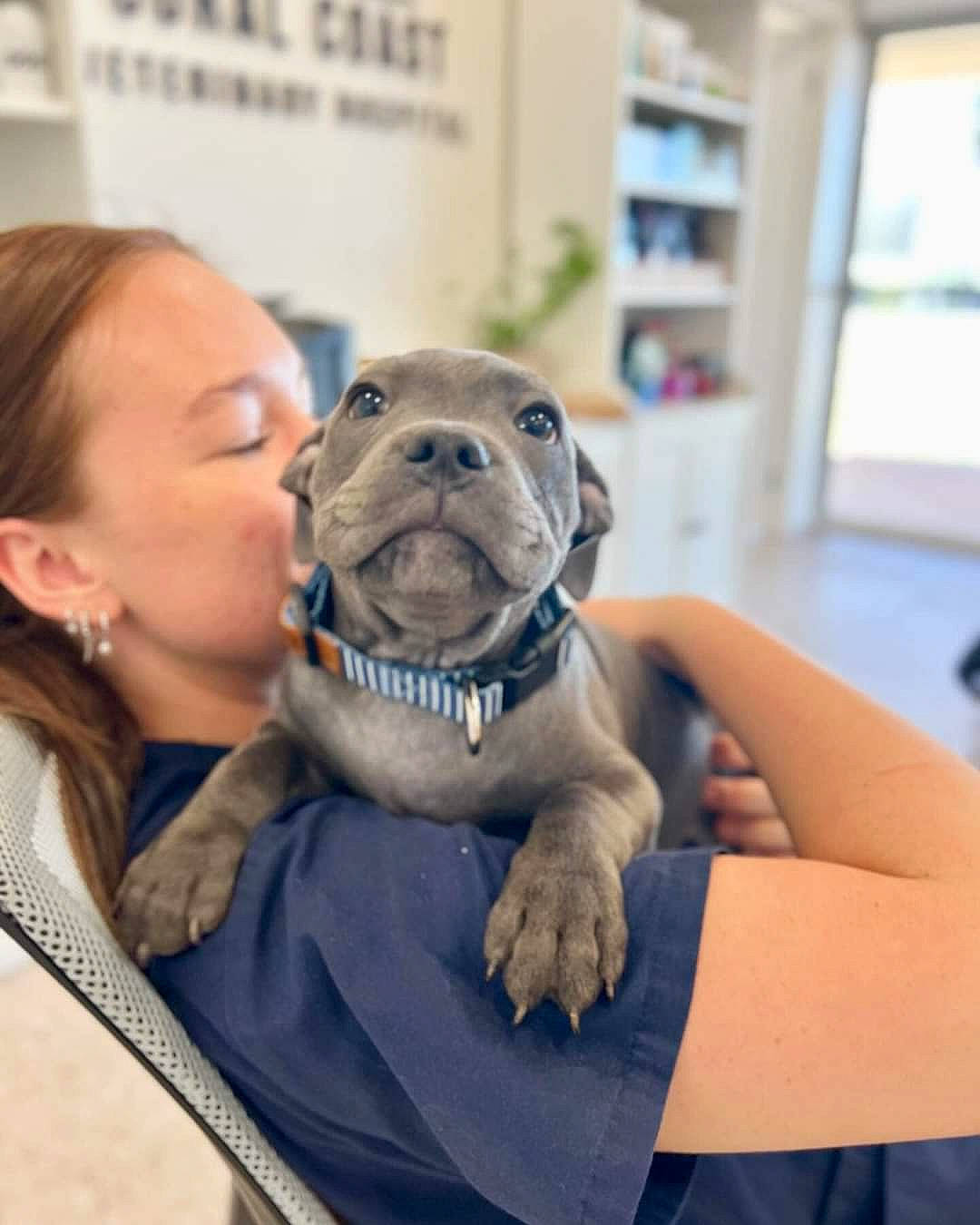 Tank is registered to the contest to win money with this photo: bookcase, canidae, carnivore, comfort, companion_dog, dog, dog_breed, ear, eyelash, fawn, fur, mammal, non_sporting_group, pug, shelf, snout, sporting_group, toy_dog, whiskers, wrinkle