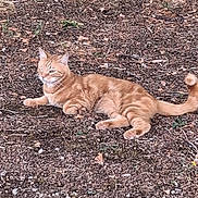 Willow participe au concours pour gagner de l'argent avec cette photo : animal, cat, closeup, daylight, earth_tones, feline, fur, ground, laying_down, leaves, mammal, nature, orange_cat, outdoor, pet, relaxed, resting, tabby, twigs, wildlife