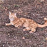 animal, cat, closeup, daylight, earth_tones, feline, fur, ground, laying_down, leaves, mammal, nature, orange_cat, outdoor, pet, relaxed, resting, tabby, twigs, wildlife
