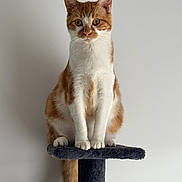 Caramel a rejoint le concours — aidez-le/la à gagner de superbes lots ! cat, orange_cat, white_cat, cat_tree, pet, feline, animal, indoor, curious, sitting, portrait, whiskers, ears, paws, tail, domestic_cat, furry, cute, looking, calm