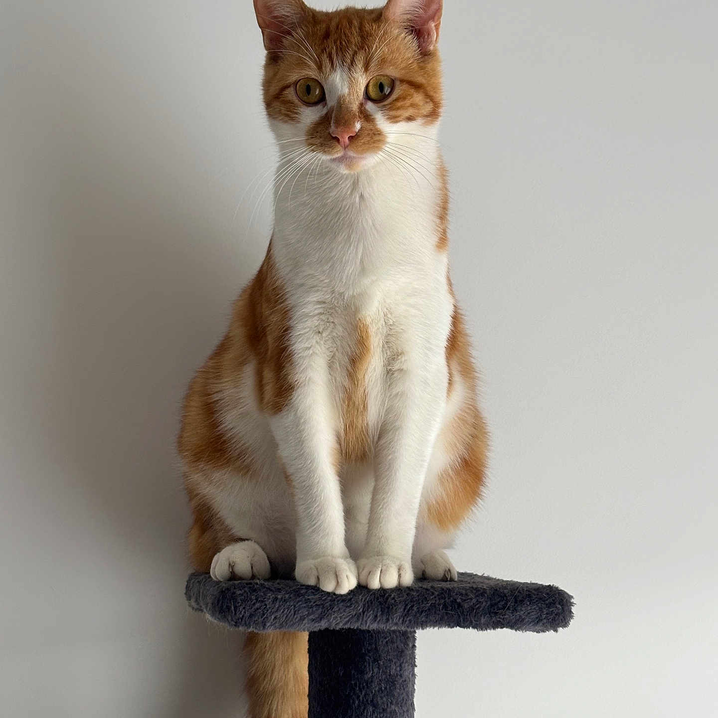 Caramel a rejoint le concours — aidez-le/la à gagner de superbes lots ! animal, calm, cat, cat_tree, curious, cute, domestic_cat, ears, feline, furry, indoor, looking, orange_cat, paws, pet, portrait, sitting, tail, whiskers, white_cat
