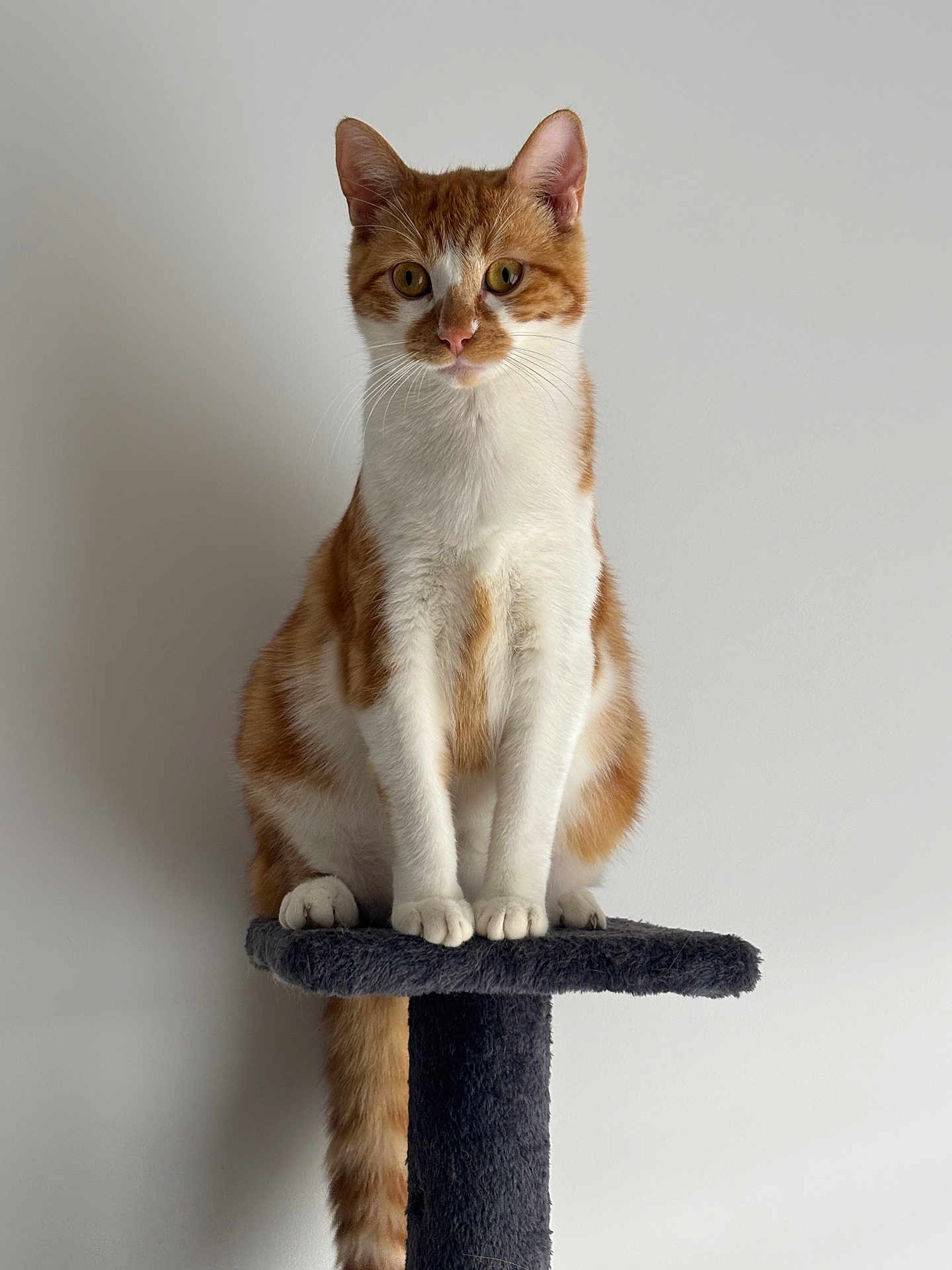 Caramel a rejoint le concours — aidez-le/la à gagner de superbes lots ! cat, orange_cat, white_cat, cat_tree, pet, feline, animal, indoor, curious, sitting, portrait, whiskers, ears, paws, tail, domestic_cat, furry, cute, looking, calm