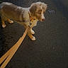 Boomer participe au concours pour gagner de l'argent avec cette photo : puppy, dog, leash, collar, walking, outdoor, sidewalk, pavement, street, urban, red_hydrant, utility_cover, chalk, graffiti, fluffy, brown_and_white, long_hair, pet, animal, daytime