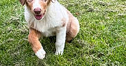 Boomer participe au concours pour gagner de l'argent avec cette photo : puppy, dog, pet, animal, canine, fluffy, brown_and_white, blue_eyes, sitting, grass, lawn, outdoor, backyard, portrait, smiling, happy, fur, ears, fallen_leaves, nature