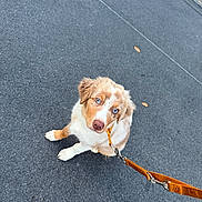 Boomer participe au concours pour gagner de l'argent avec cette photo : dog, puppy, blue_eyes, fluffy, brown_and_white, sitting, outdoor, pavement, leash, collar, pet, companion_animal, portrait, looking_at_camera, cute, canine, road, sidewalk, orange_leash, daylight
