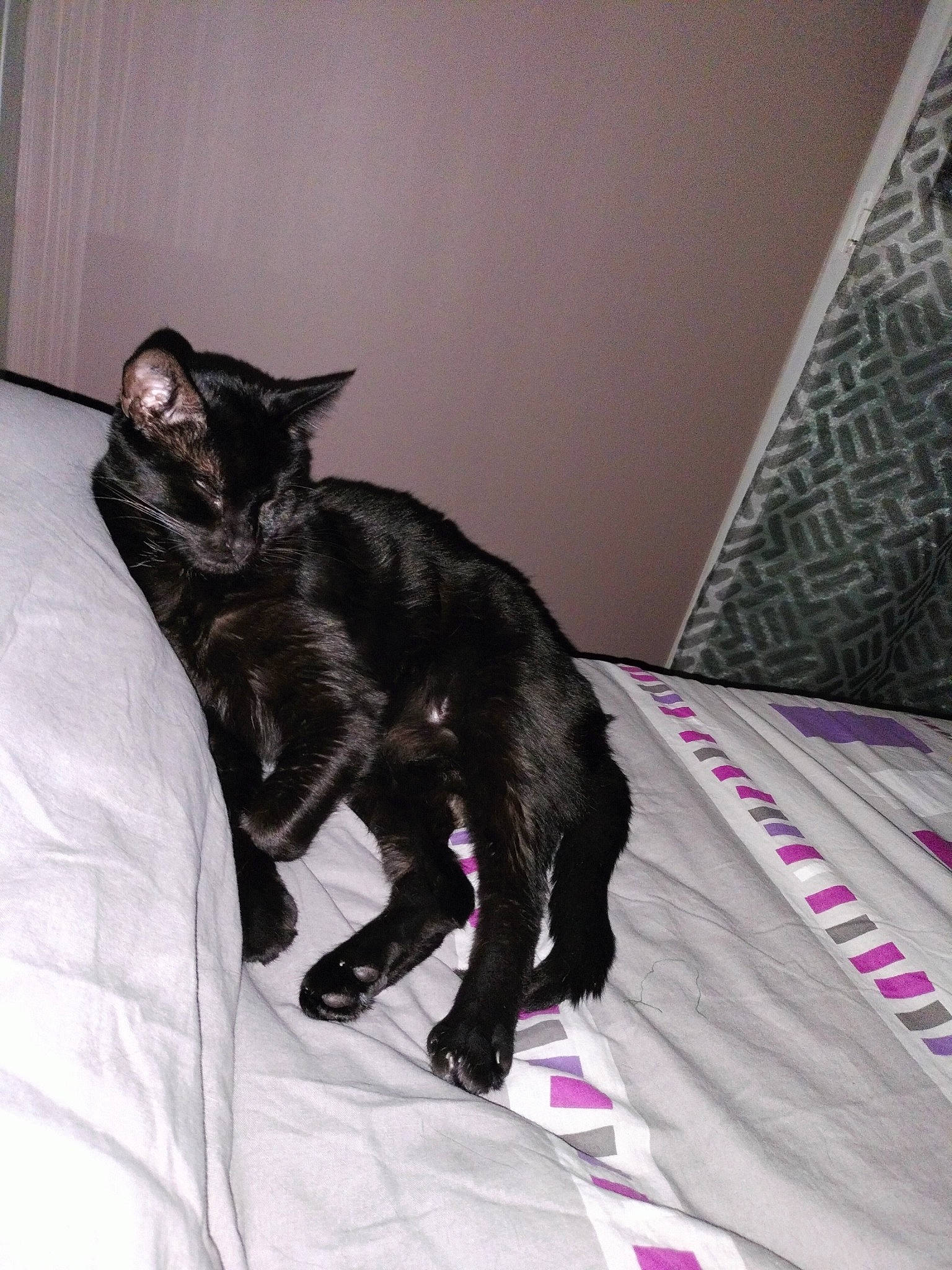 Simba participe au concours pour gagner de l'argent avec cette photo : black_cat, bombay, carnivore, cat, claw, comfort, dog_breed, domestic_short_haired_cat, felidae, fur, grey, linens, magenta, paw, room, small_to_medium_sized_cats, tail, terrestrial_animal, whiskers