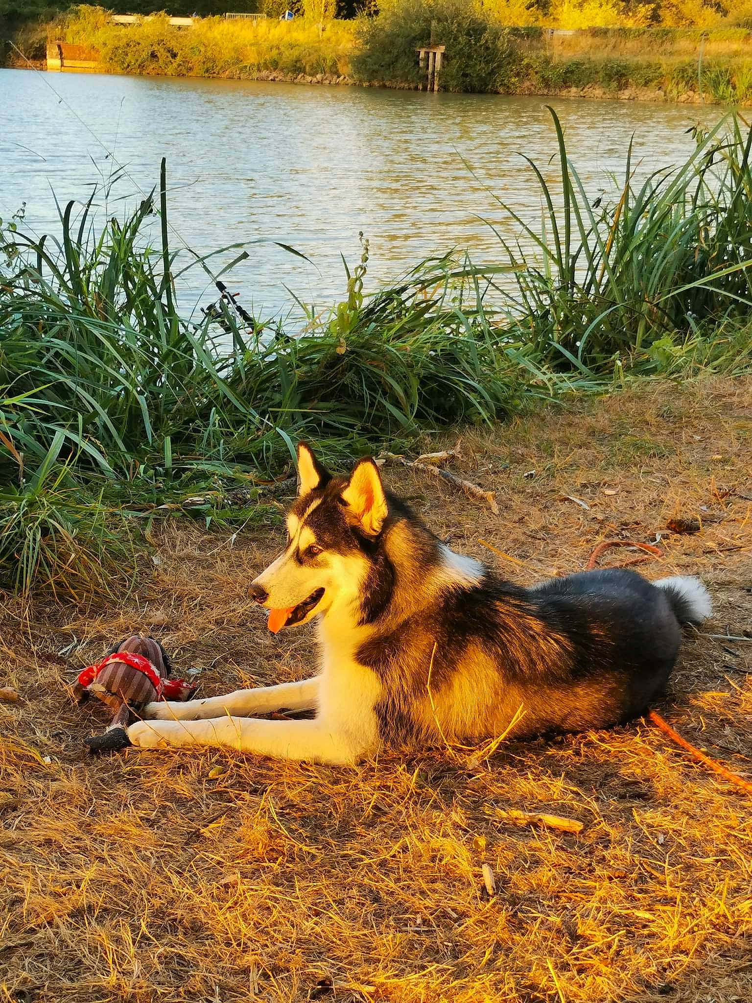 Lasko a rejoint le concours — aidez-le/la à gagner de superbes lots ! carnivore, companion_dog, dog, dog_breed, dog_hiking, fawn, grass, herding_dog, lacustrine_plain, lake, landscape, natural_landscape, nature, plant, soil, sunlight, tail, terrestrial_animal, water, wilderness
