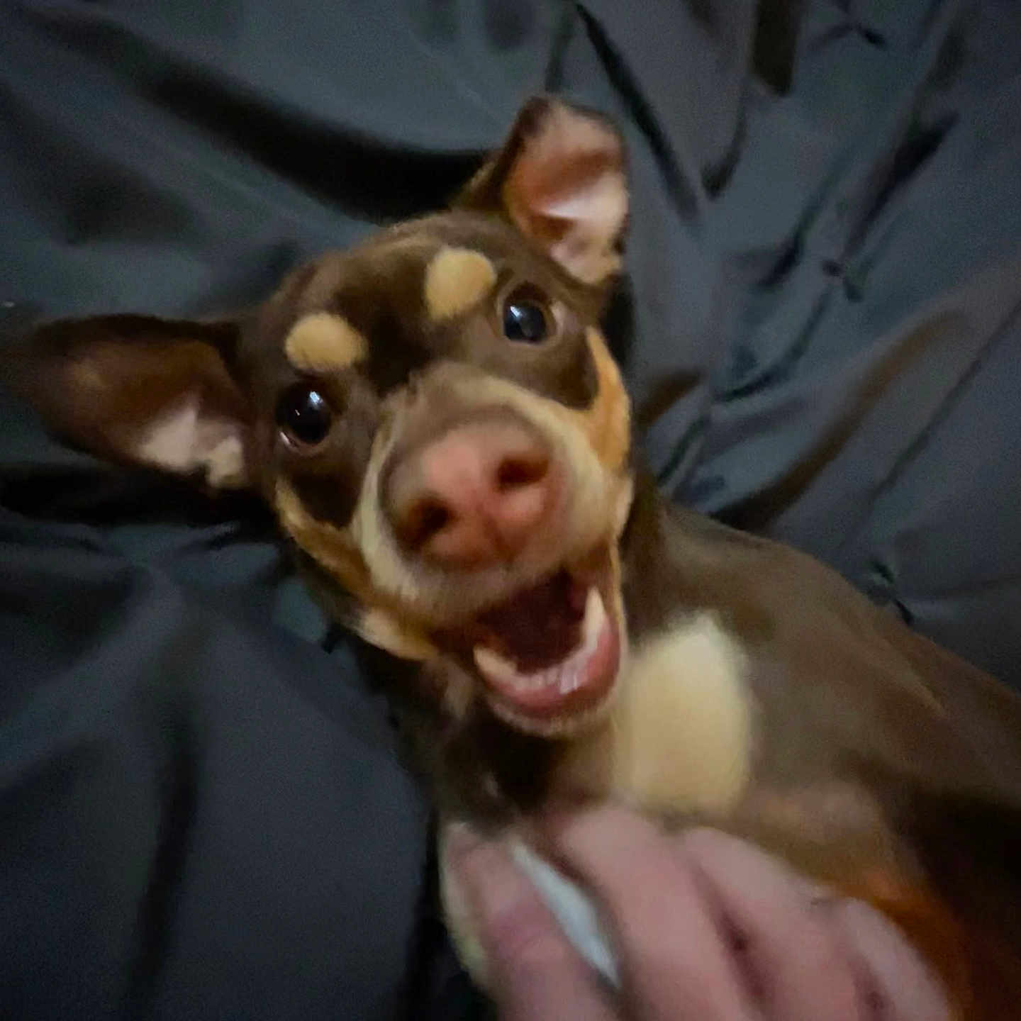 Oscar joined the competition — help win amazing prizes! dog, pet, brown_dog, playful, happy, animal, canine, closeup, indoor, bed, blanket, hand, expressive, excited, fur, ears, mouth, tongue, lying_down, cute
