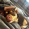 Oscar joined the competition — help win amazing prizes! dog, pet, sleepy, blanket, hand, cozy, indoor, sunlight, window, brown_dog, snuggling, relaxed, fur, bedroom, soft, comfort, closeup, resting, canine, warm