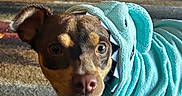 Oscar is registered to the contest to win money with this photo: dog, costume, shark_costume, blue, pet, indoor, carpet, toy, football, brown_dog, curious, animal, cute, portrait, looking, clothing, pet_costume, domestic_animal, floor, closeup