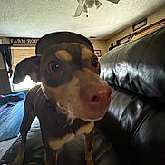 Oscar joined the competition — help win amazing prizes! dog, pet, indoor, living_room, leather_couch, ceiling_fan, wide_angle, close_up, brown_dog, curious, animal, snout, ears, furniture, window, blinds, sign, home, domestic, canine
