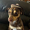 Oscar joined the competition — help win amazing prizes! dog, small_dog, cowboy_hat, hat, pet, animal, leather_couch, indoor, brown_dog, cute, adorable, sitting, living_room, furniture, portrait, close_up, expression, domestic_animal, companion, cozy