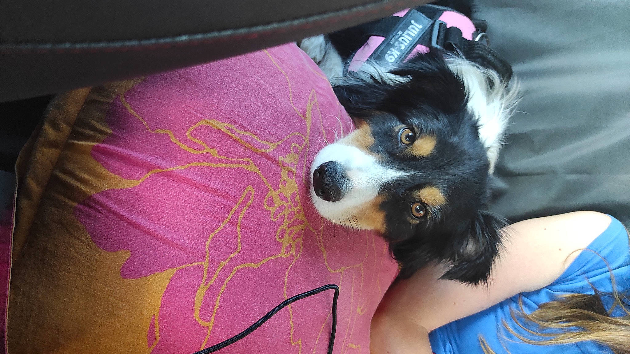 Ohana participe au concours pour gagner de l'argent avec cette photo : canidae, carnivore, companion_dog, dog, dog_breed, dog_supply, electric_blue, fur, magenta, paw, pink, purple, snout, sporting_group, toy_dog, working_dog