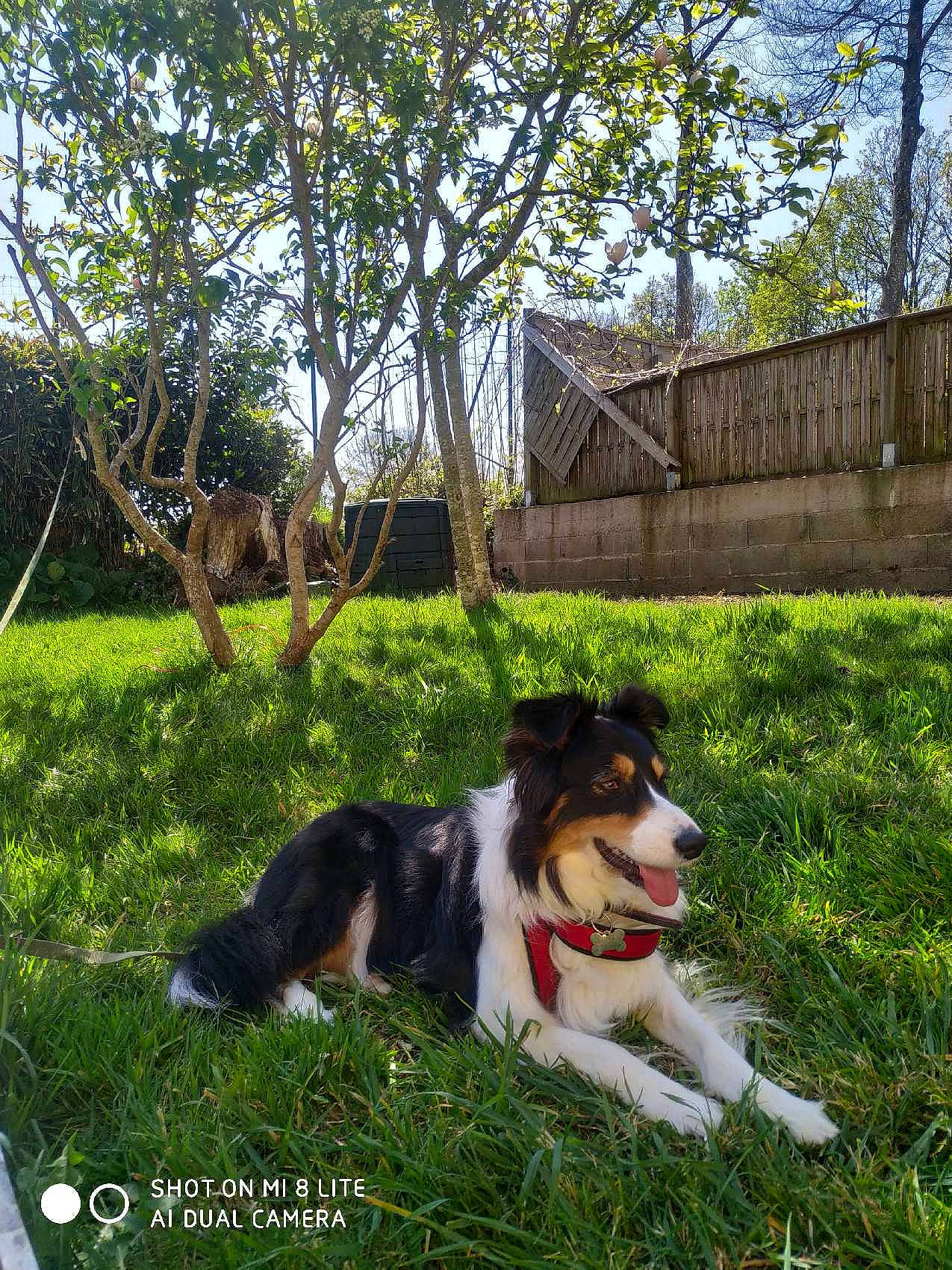 Ohana a rejoint le concours — aidez-le/la à gagner de superbes lots ! border_collie, carnivore, chair, collar, companion_dog, dog, dog_breed, dog_collar, flowerpot, garden, grass, herding_dog, leash, plant, recreation, sporting_group, tail, tree, working_dog, yard